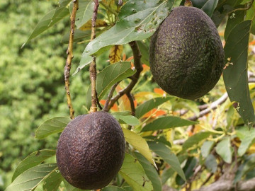 Loại quả "tốt nhất thế giới" có nhiều ở Tây Nguyên, trồng một lần thu hoạch nhiều năm, thành đặc sản làm thành nhiều món ngon