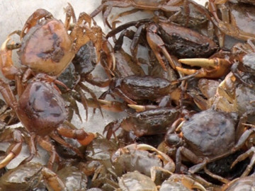 Bếp Eva - Mua cua đồng về đừng dại nấu ngay, ngâm luôn vào thứ nước này, giun sán trong cua bò ra hết tha hồ chế biến món ăn