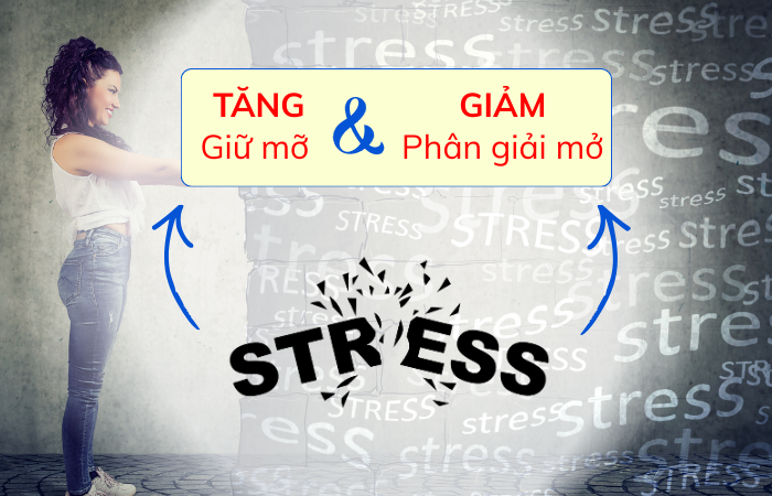 Stress khiến cơ thể ưu tiên giữ mỡ, thay vì đốt mỡ