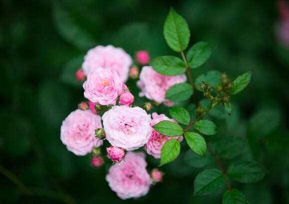 Cách trả thù khôn ngoan nhất đối với một người, chỉ gói gọn trong 2 chữ - 4