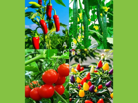 Eva tám - Trắc nghiệm tâm lý: Bạn có phải là người dễ bị lừa?