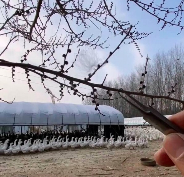 Đàn ngỗng của anh Li có số lượng lên tới 1800 con.