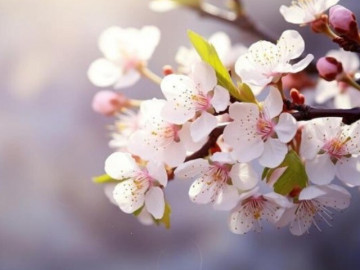 Với phụ nữ, cách "khoe" giàu thầm lặng nhất chỉ gói gọn trong 6 chữ này