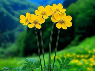 Eva tám - Phụ nữ thích ở một mình thường không đơn giản, bộc lộ 3 đặc điểm này