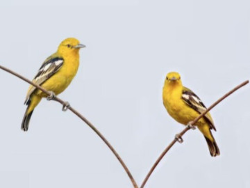 4 tháng sinh Âm lịch của người mang số phát đạt, hậu vận an nhàn, con cháu hiếu thuận