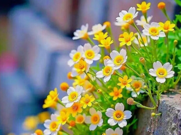 Eva tám - Bạn càng thư giãn, kết quả càng tốt đẹp