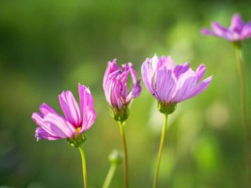 Năm 2026, càng nhớ 3 điều này, cuộc sống của bạn sẽ càng dễ dàng, suôn sẻ