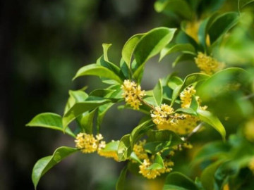 Phong thủy tốt nhất của một người không nằm ở tướng mạo hay lời nói, gói gọn trong 2 chữ này