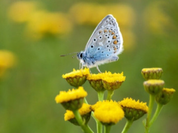 Ngày sinh Âm lịch của người sống không dựa ai, tự mình làm nên thành công rực rỡ