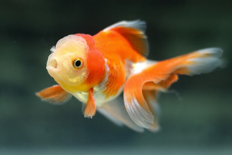 Giống cá phổ biến dễ nuôi