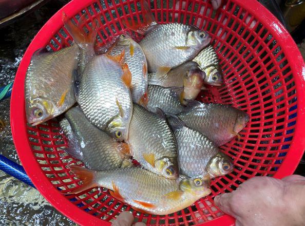 Loài cá này không quá khó để bắt nhưng không phải ai cũng biết 