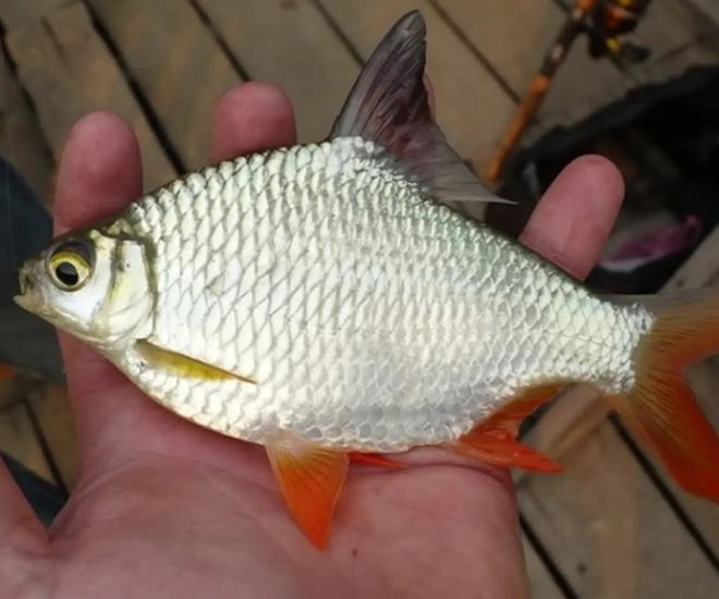 Đây là một loài cá nước ngọt nay đã thành đặc sản được săn lùng