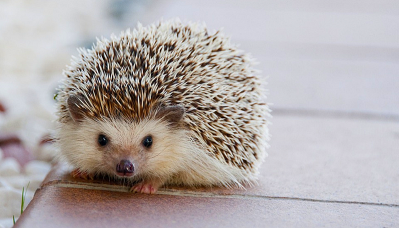 Nhím cảnh được nhiều người yêu thích