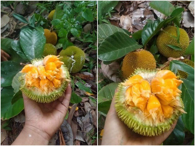 Loại quả này đã trở thành đặc sản thành phố được nhiều người yêu thích