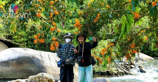Hoa rì đua nở, nhuộm vàng suối rừng Đà Nẵng