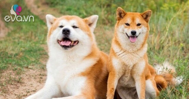 6 giống chó siêu dễ thương, phù hợp với người hướng nội thích nuôi thú ...