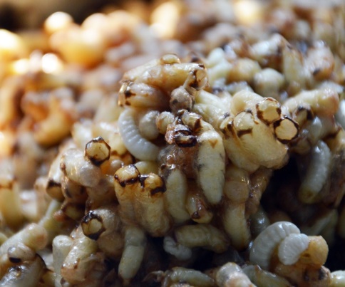 Nhộng ong là con ong non trong tổ, nhìn ghê sợ nhưng nếu lấy can đảm để thử vì sẽ thấy rất ngon, béo ngậy