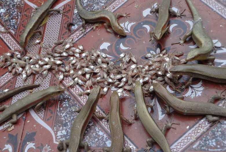 Rắn mối rất dễ bắt