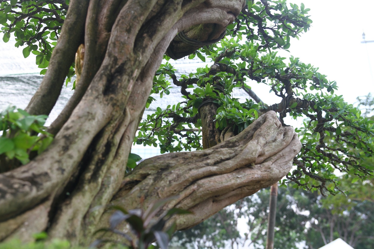 Những gốc sơ ri cổ thụ có giá trị kinh tế cao, giá tiền tỷ mà nhiều nghệ nhân chưa đồng ý bán