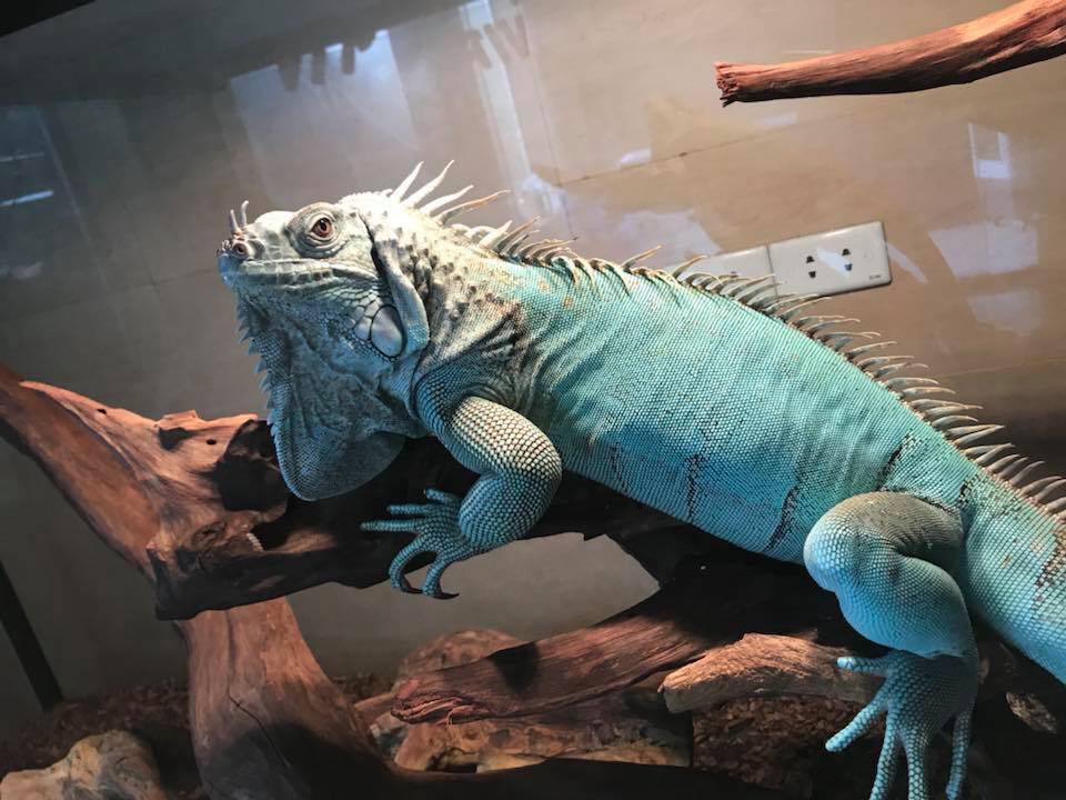 Blue Iguana