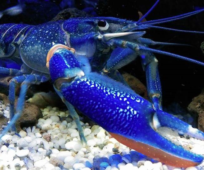 Giá bán tôm kiểng Crayfish dao động khoảng 20.000 - 100.000 đồng/con.