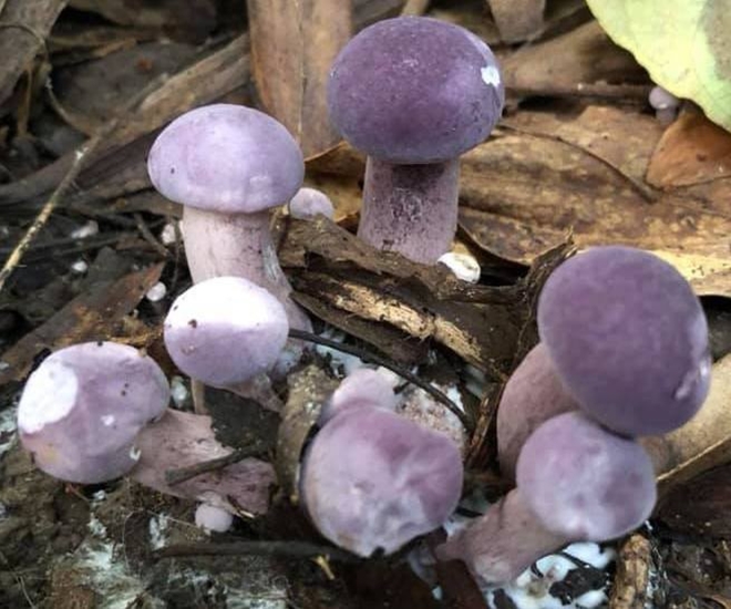 Đặc sản nấm tràm