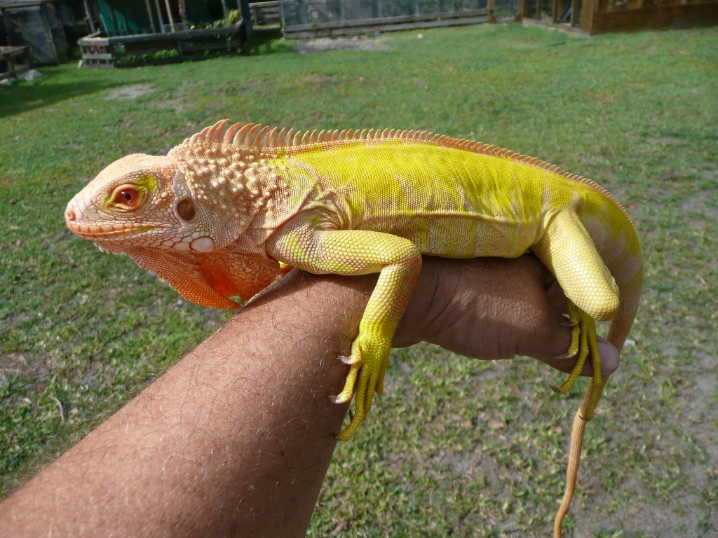 Albino Iguana