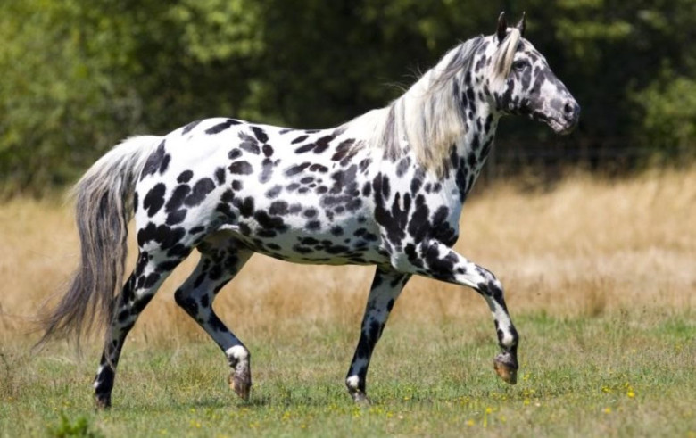 Ngựa Appaloosa có giá đắt đỏ nhờ bộ lông “báo đốm” đặc biệt