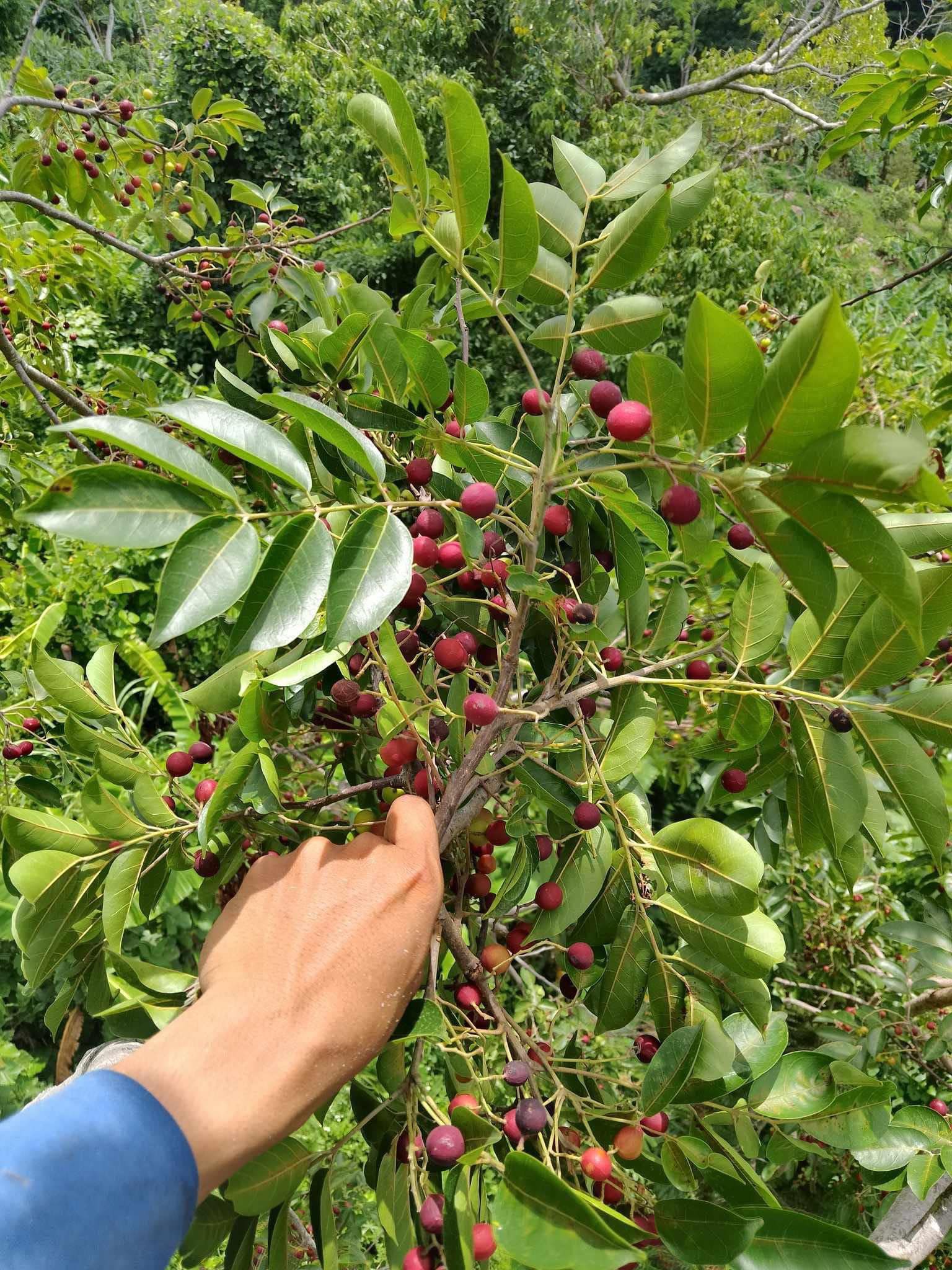 Người dân hái trái da đá đem về bán cho thương lái