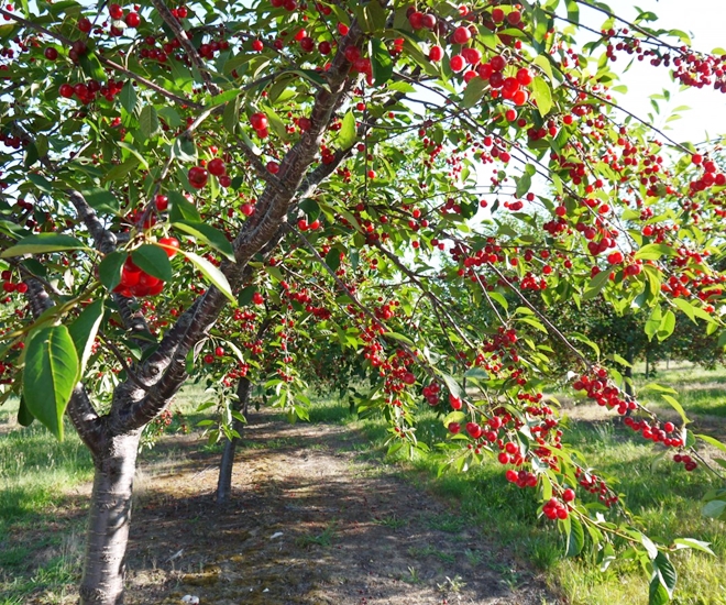 Cây sơ ri ra hoa kết trái quanh năm, vừa đẹp mắt lại có giá trị kinh tế cao