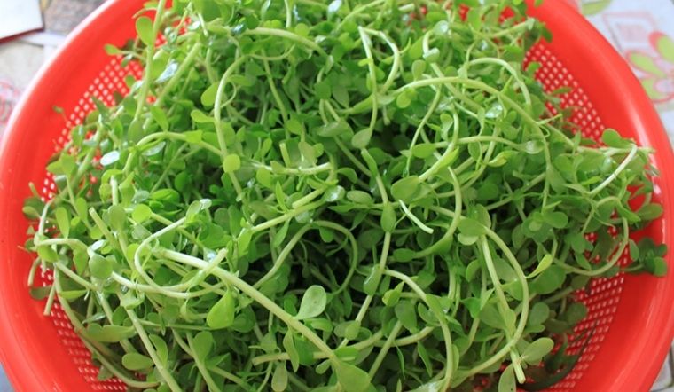 Cây rau đắng không phải ai cũng ăn được