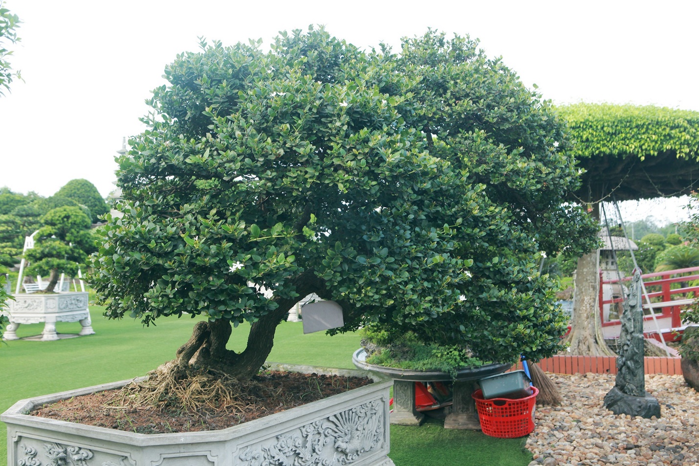 Sơ ri lên chậu, trở thành siêu phẩm với nhiều dáng thế đẹp mắt