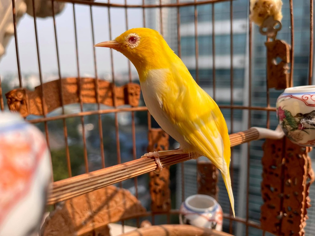 Chim cảnh được nhiều người yêu thích