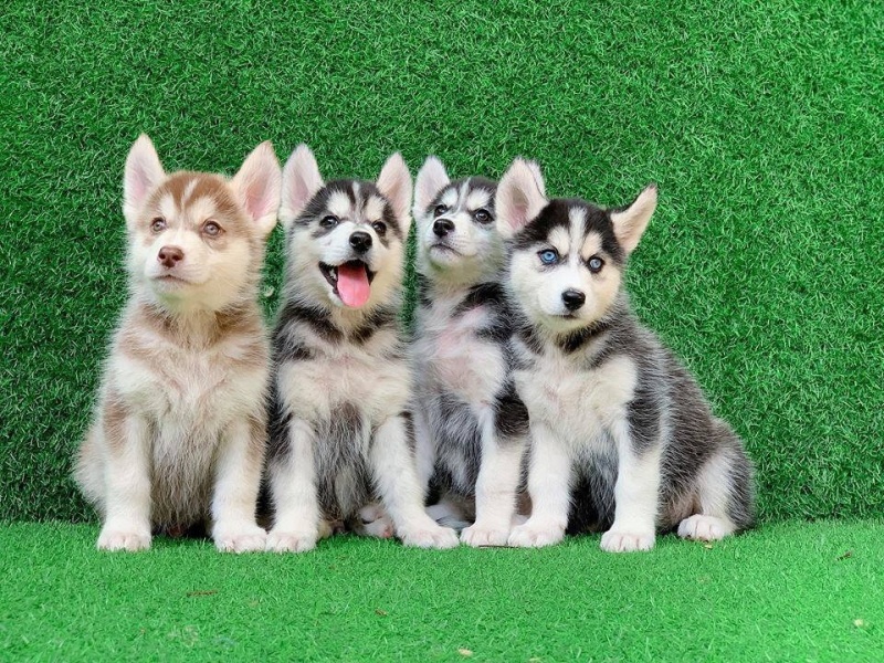 Những chú Husky vừa “ngáo” vừa xinh