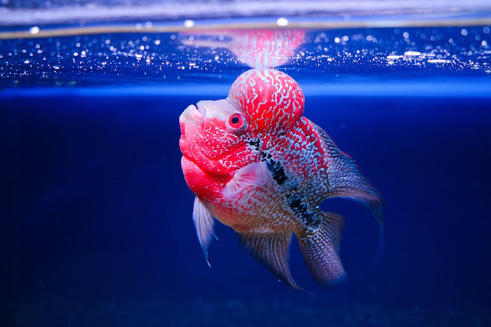 Cá La Hán rất khác biệt