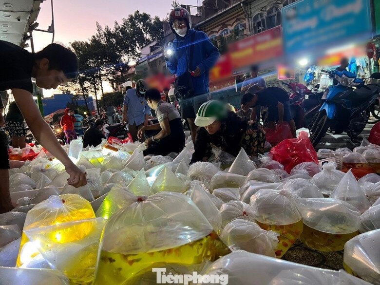Chợ âm phủ chuyên cá cảnh, khách mua nằm bò xuống để xem hàng