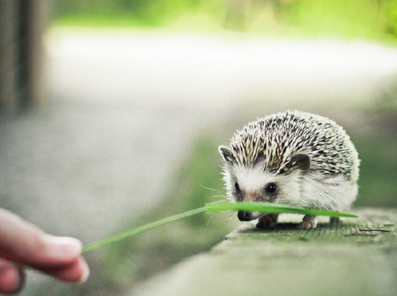 Nhím cảnh đáng yêu và sạch sẽ