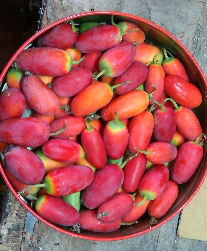 Thu hoạch quả b&igrave;nh b&aacute;t ch&iacute;n c&oacute; m&agrave;u đỏ đẹp mắt