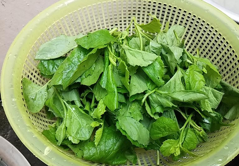 Cải trời là món rau ngon được nhiều người ưa chuộng