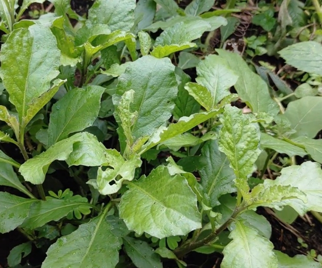 Rau cải trời non và ngon nhất vào những ngày mưa, chúng mọc lên thành từng đám xanh mơn mởn