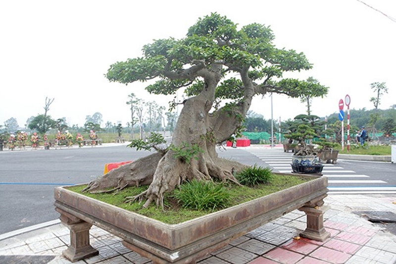Cận cảnh tác phẩm sung khủng có tên “Thành quả sung túc”, có giá 10 tỷ đồng thu hút sự chú ý của giới chơi cây