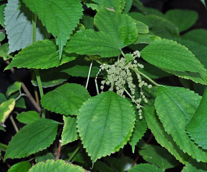 Cây gai vốn mọc dại hoặc được trồng trong vườn nhà để thu hoạch lá