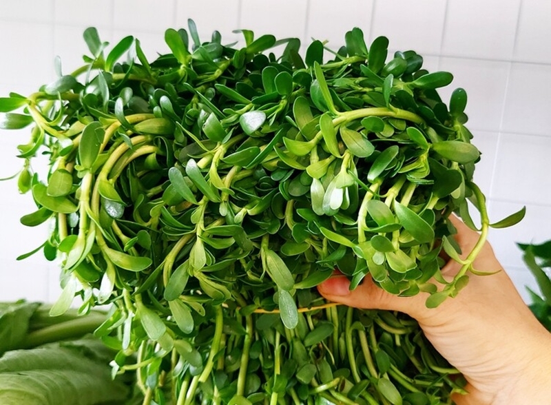 Rau đắng biển dễ trồng, có thể thu hoạch quanh năm, mang lại thu nhập cho nhiều người dân