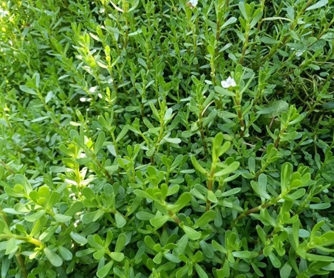 Rau đắng biển là loại rau mọc hoang dại, ngay từ cái tên đã biết chúng có vị đắng đặc trưng nhưng khi chế biến thành món ăn lại vô cùng cuốn hút.