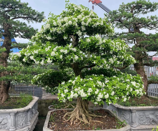 Cận cảnh cây nguyệt quế bonsai đang ra hoa rất đẹp