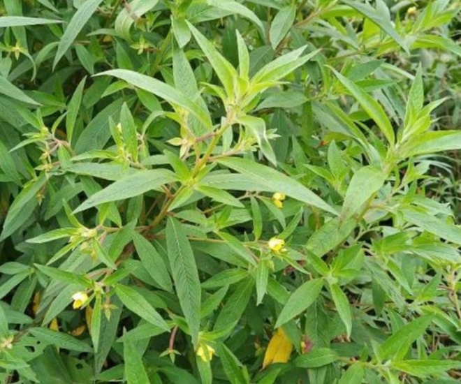 Cây mương mọc tua tủa sau mơ ở các miền quê