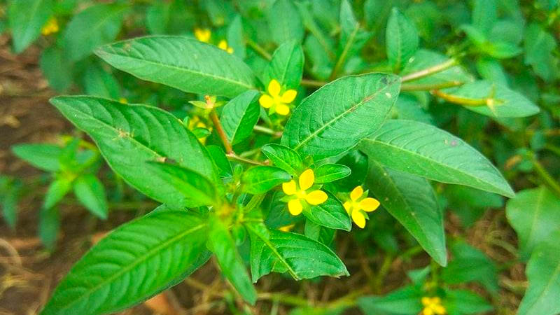 Rau mương giờ đã thành đặc sản thành phố