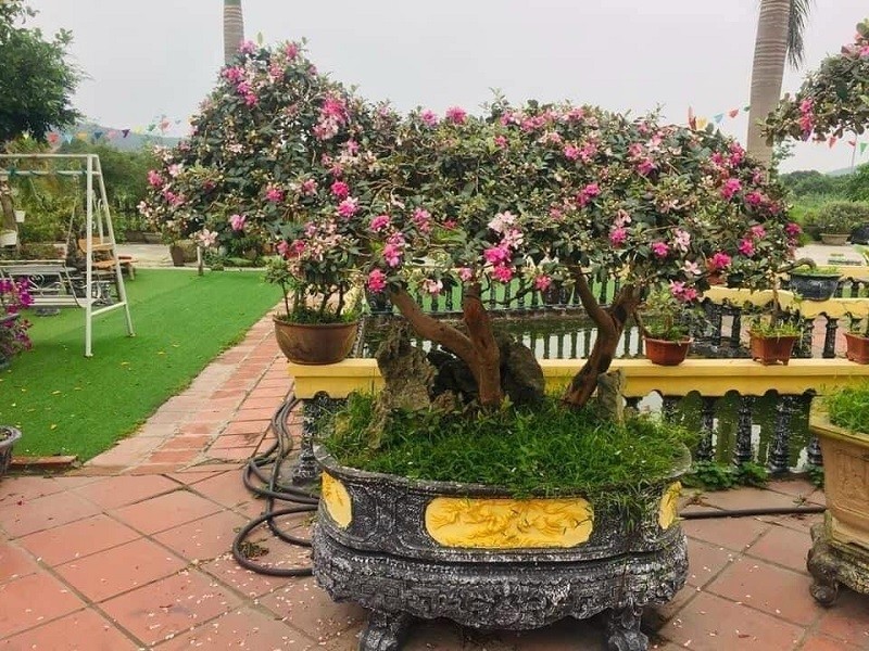 Cây sim lên chậu thành siêu phẩm có giá bán khá cao