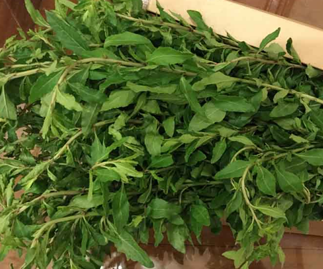 Cây rau củ khởi – đặc sản vùng cao được nhiều người yêu thích