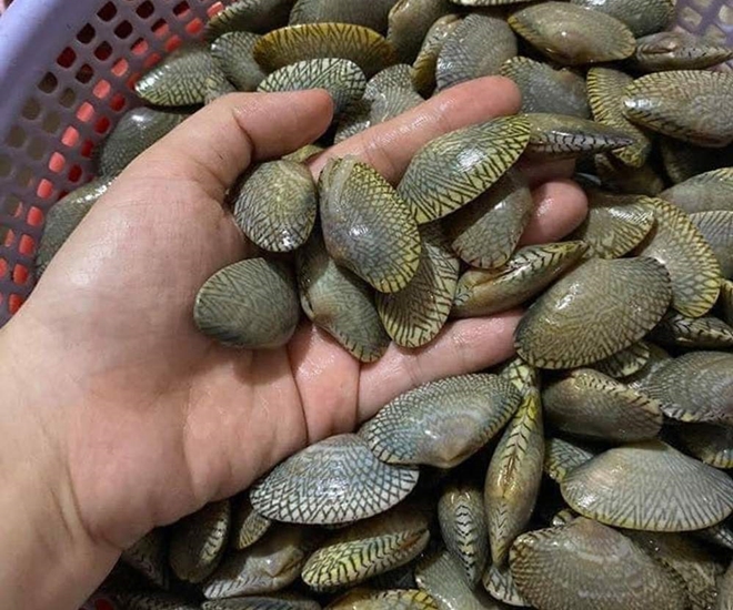 Chíp chíp là đặc sản ở vùng biển Đà Nẵng, có kích thước bé nhưng vỏ của loài này mỏng, nhiều thịt, giòn ngọt 